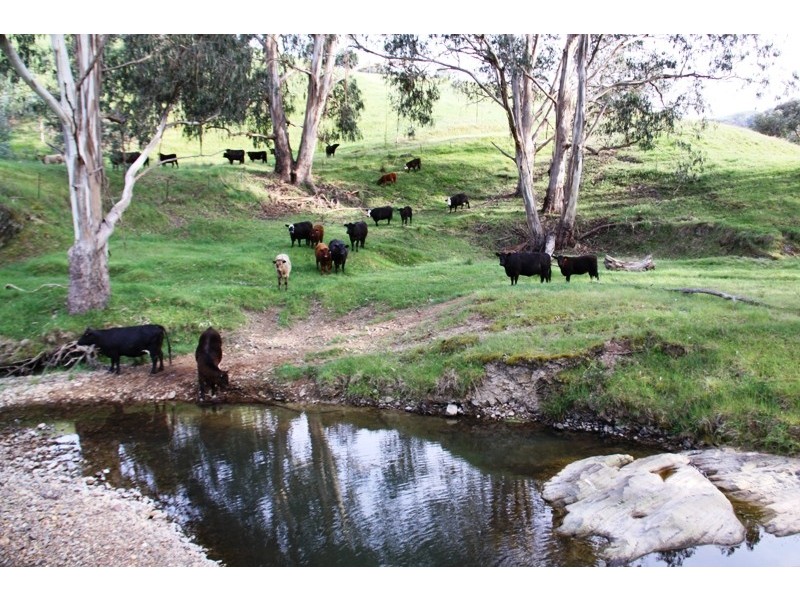 263 U.T Creek Road, Alexandra VIC 3714