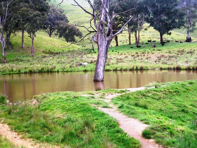 263 U.T Creek Road, Alexandra VIC 3714