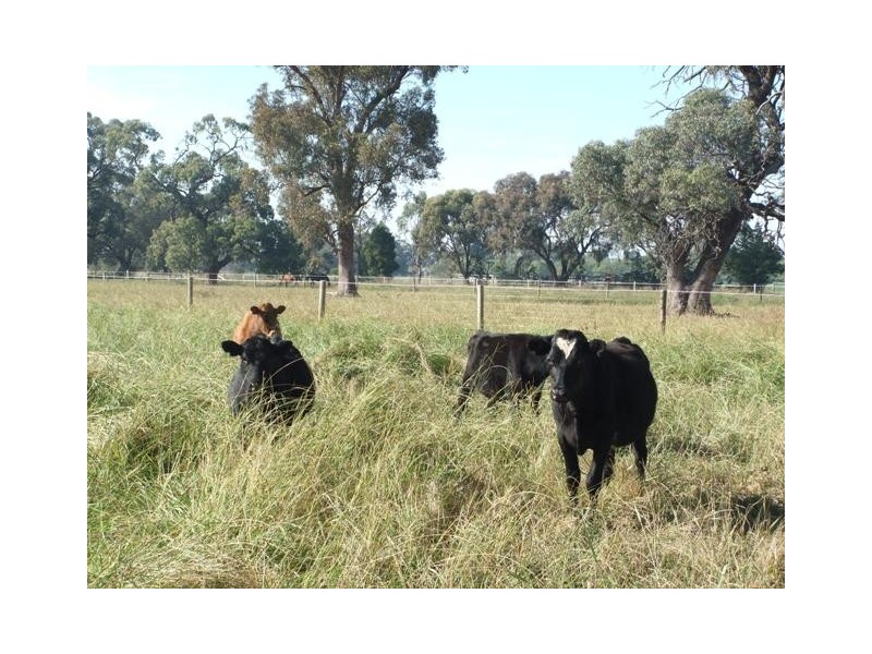 171 Mitchell Rd, Echuca VIC 3564