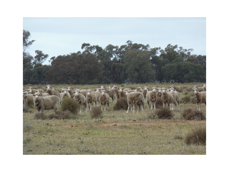 - Barham-Deniliquin Rd, Caldwell NSW 2710