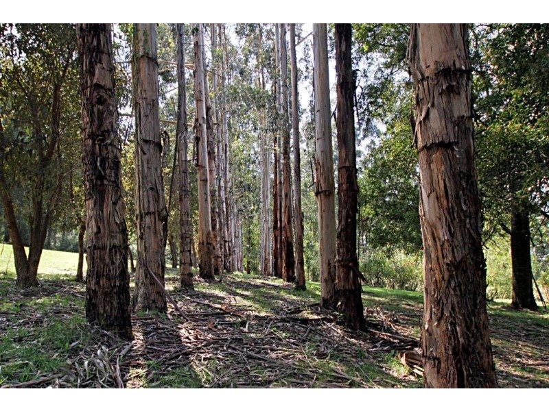 205 Hazelwood Road, East Warburton VIC 3799