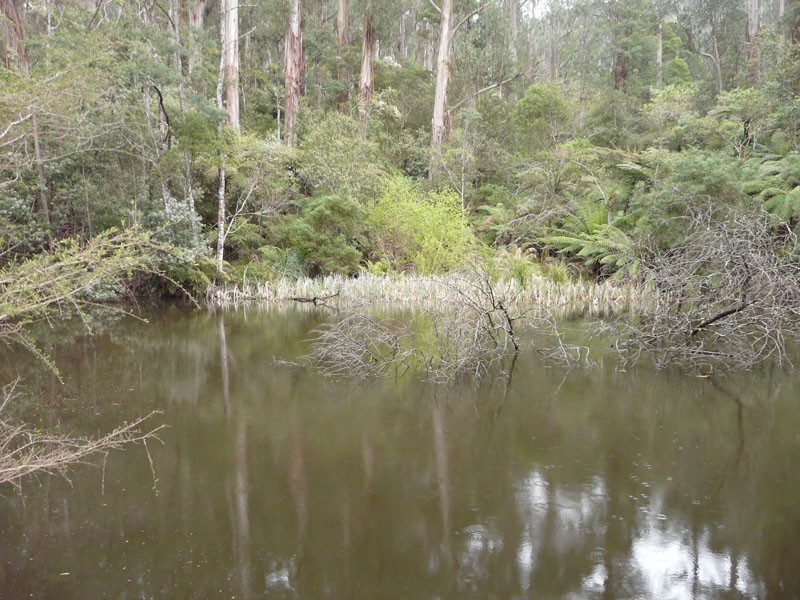 205 Hazelwood Road, East Warburton VIC 3799