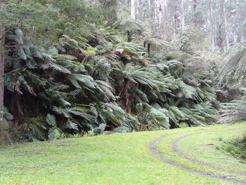 205 Hazelwood Road, East Warburton VIC 3799