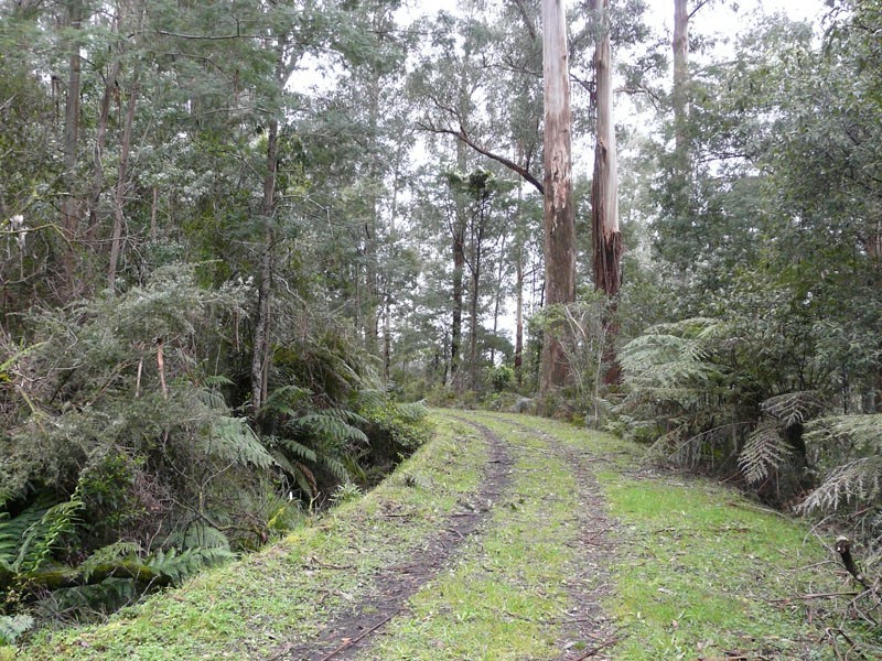 205 Hazelwood Road, East Warburton VIC 3799
