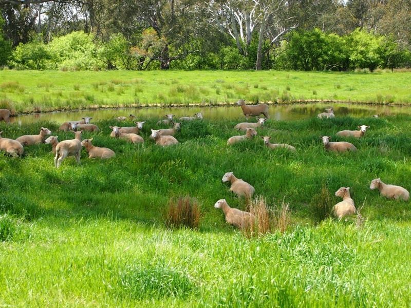 575 Selectors Road, Nagambie VIC 3608