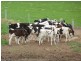 2547 Strathallan Rd, Lockington VIC 3563