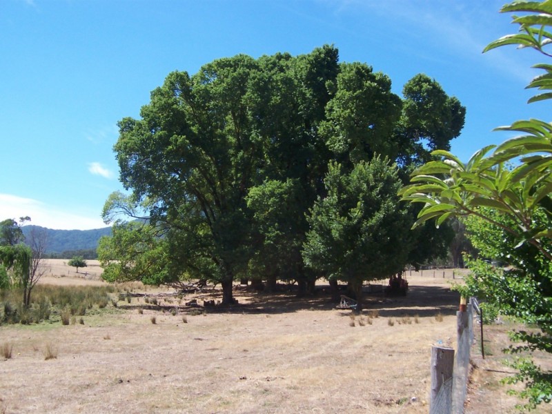 1001 Lake Buffalo-Whitfield Road, Edi Upper VIC 3678