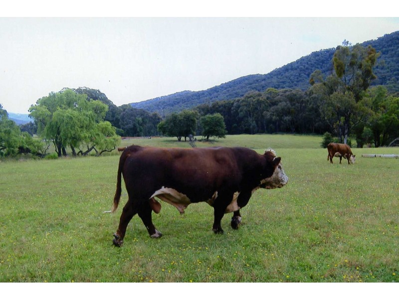 1001 Lake Buffalo-Whitfield Road, Edi Upper VIC 3678