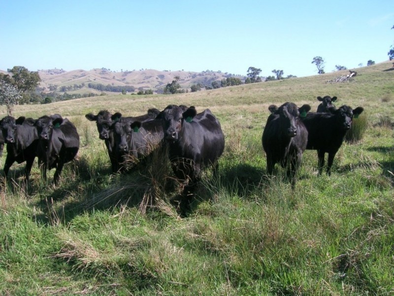 242 Spring Creek Road, Alexandra VIC 3714