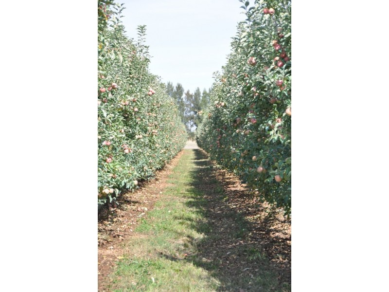 100 Sandilands Road, Bunbartha VIC 3634