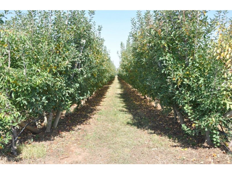 100 Sandilands Road, Bunbartha VIC 3634