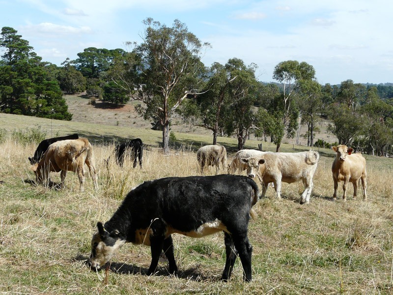 3 Gruyere Road, Gruyere VIC 3770