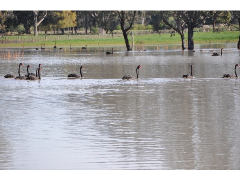 Lot 3 Kinnards Road, Numurkah VIC 3636