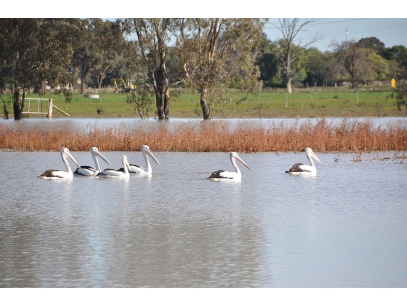 Lot 3 Kinnards Road, Numurkah VIC 3636