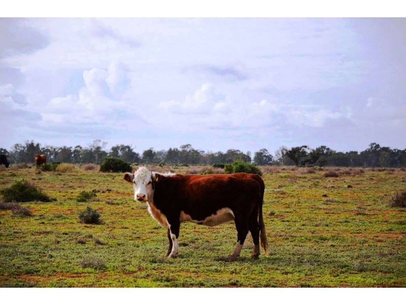 - Sturt Highway, Euston NSW 2737