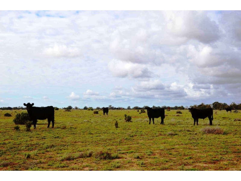 - Sturt Highway, Euston NSW 2737