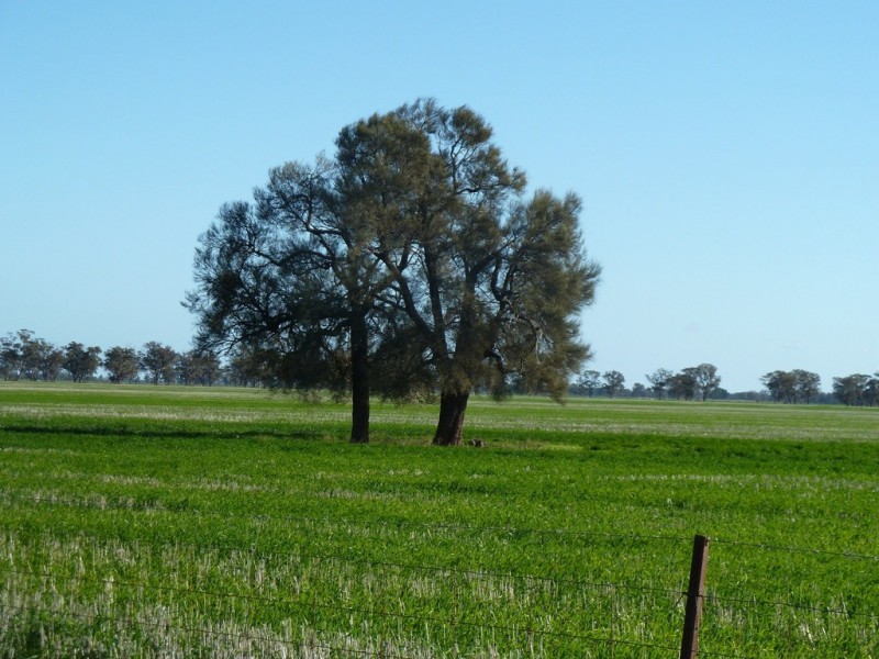 Preston Lane, Moama NSW 2731
