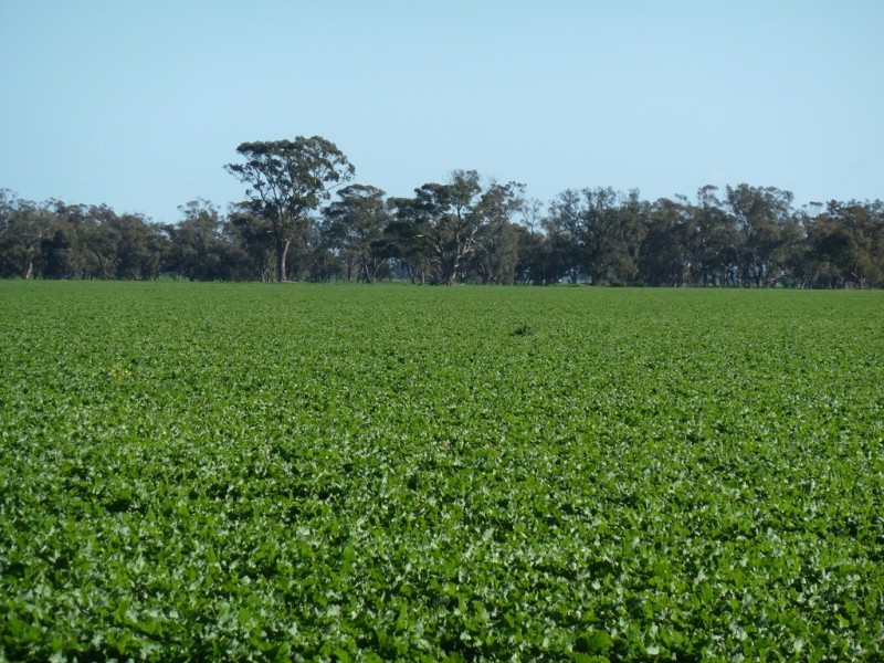 Preston Lane, Moama NSW 2731