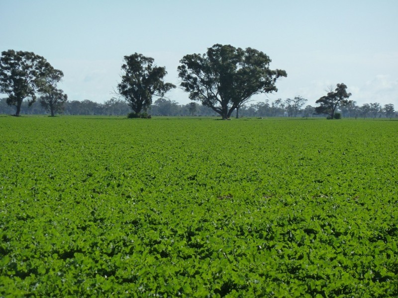 Preston Lane, Moama NSW 2731