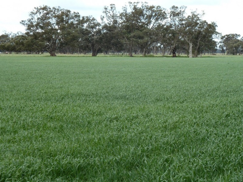 216 Barmah East Rd, Barmah VIC 3639