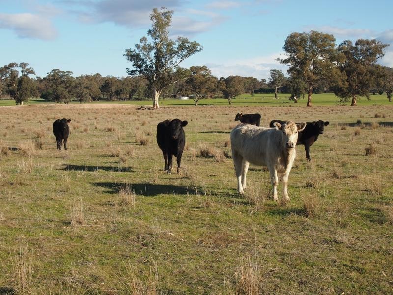446 Rushworth-Nagambie Road, Nagambie VIC 3608