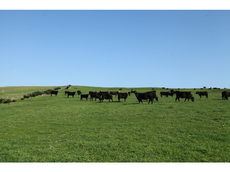 975 Boneo Road, Cape Schanck VIC 3939