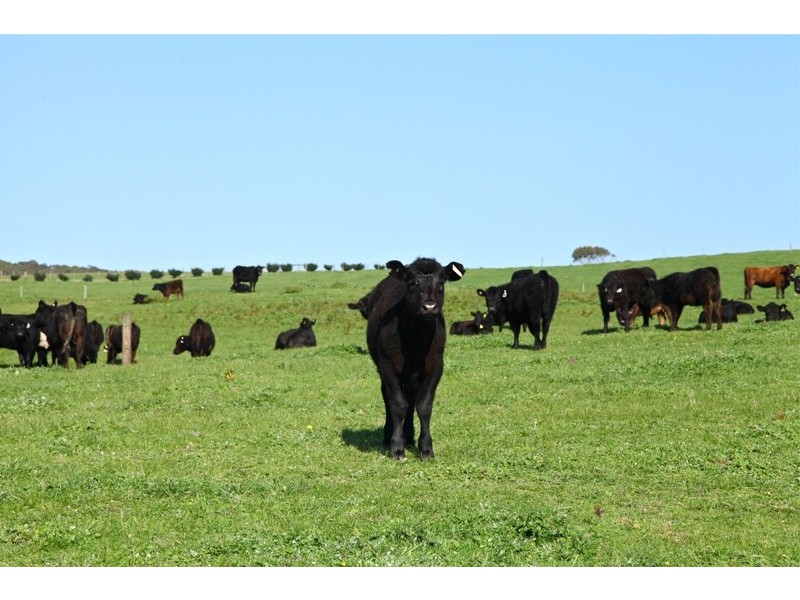 975 Boneo Road, Cape Schanck VIC 3939