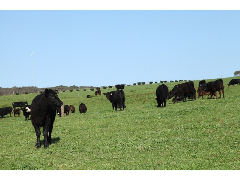 975 Boneo Road, Cape Schanck VIC 3939