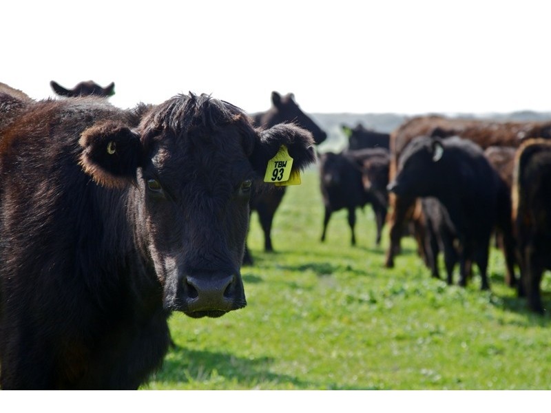 975 Boneo Road, Cape Schanck VIC 3939