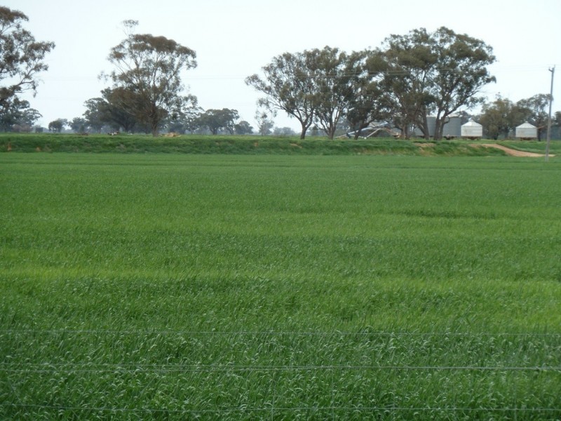 170 Thyra Road, Moama NSW 2731