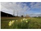 597 Blackwood-Dunkeld Road, Penshurst VIC 3289