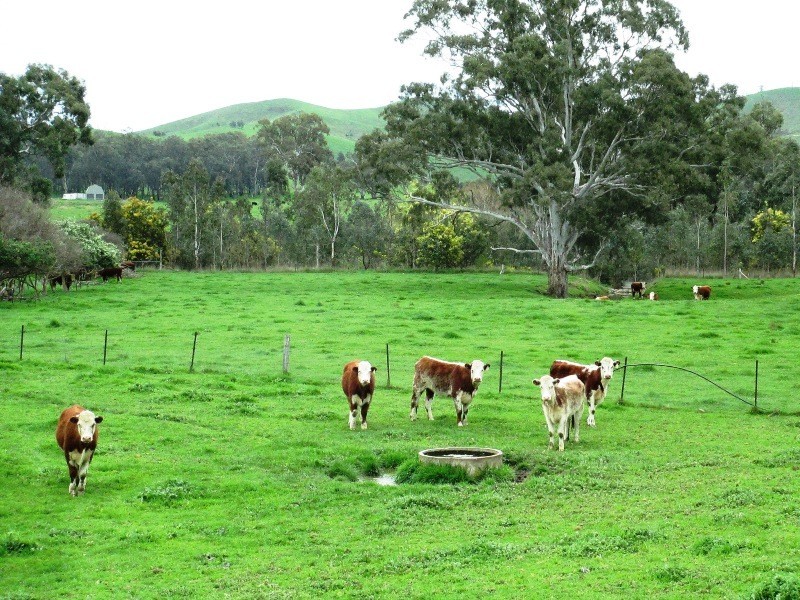 301 Spring Creek Road, Alexandra VIC 3714