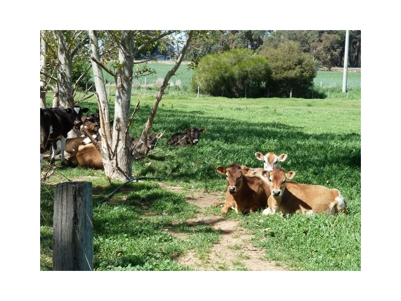 693 Murphy Road, Tongala VIC 3621