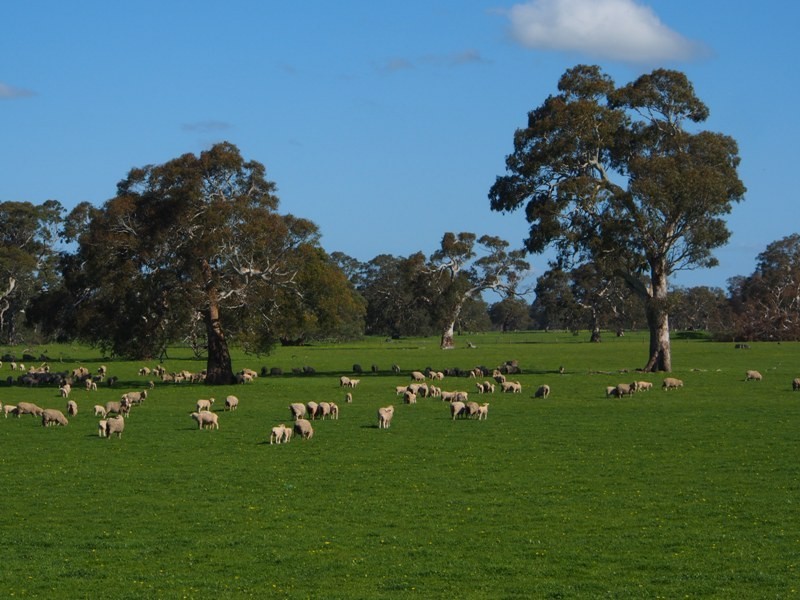 2980 Glenelg Highway, Coleraine VIC 3315