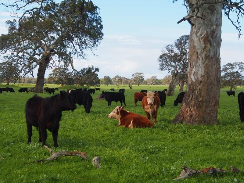 2980 Glenelg Highway, Coleraine VIC 3315