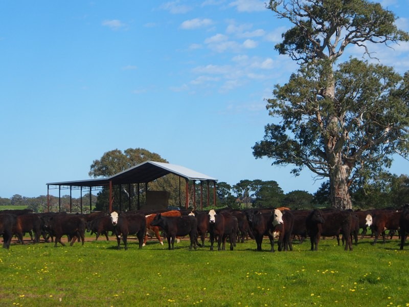 2980 Glenelg Highway, Coleraine VIC 3315