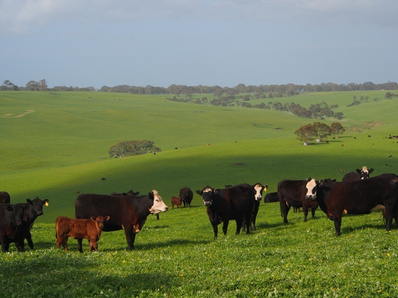 2980 Glenelg Highway, Coleraine VIC 3315