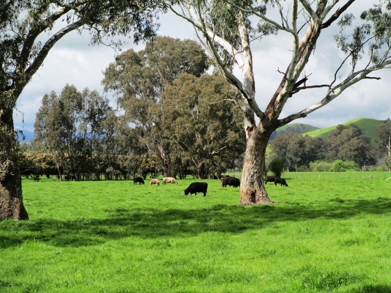 32 McMartins Road, Alexandra VIC 3714