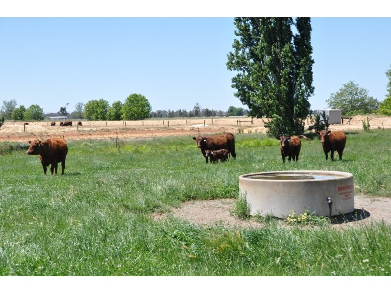 4950 Barmah-Shepparton Rd, Bunbartha VIC 3634