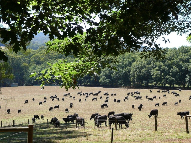 60 and 80 McLeans Road, East Warburton VIC 3799