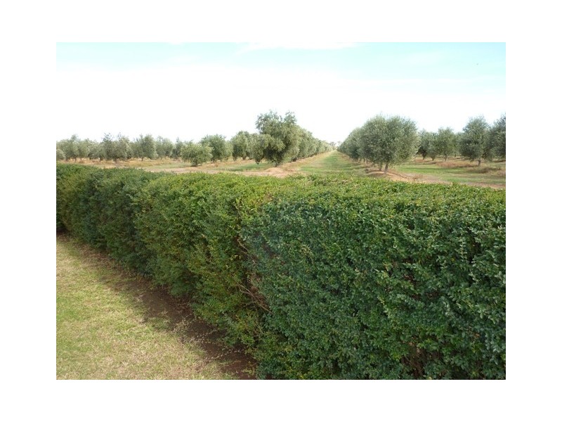 231 Farley Road, Echuca VIC 3564