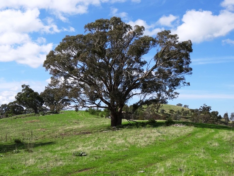 347 Diffey Road, Everton VIC 3678