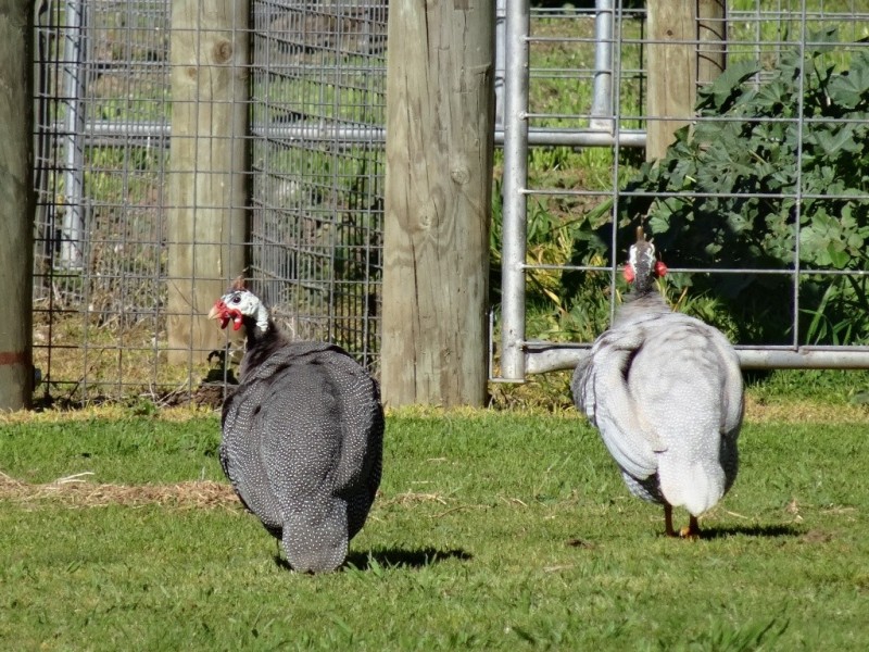 679 Lake Mokoan Road, Chesney Vale VIC 3725