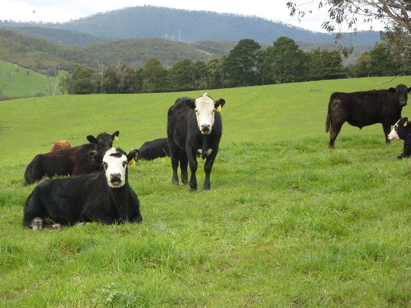 - Melba Highway, Murrindindi VIC 3717