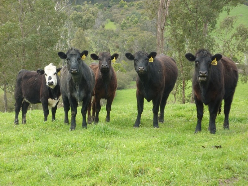 - Melba Highway, Murrindindi VIC 3717