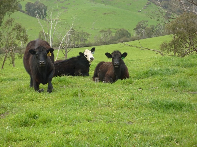 - Melba Highway, Murrindindi VIC 3717