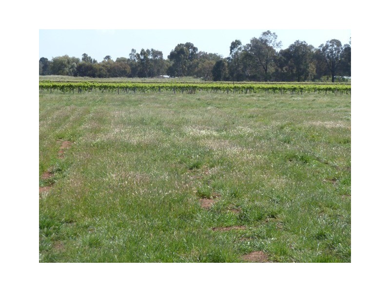 446 Perricoota Road, Moama NSW 2731