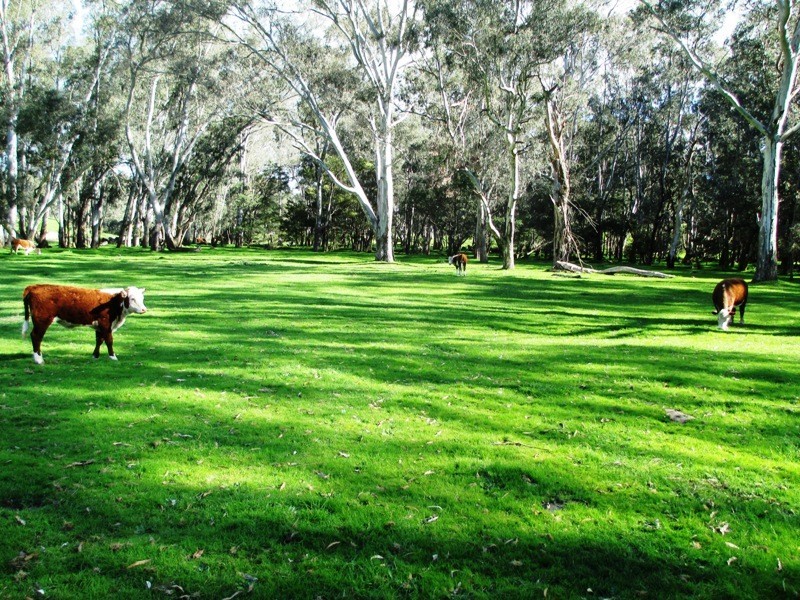 547 Acheron Road, Acheron VIC 3714