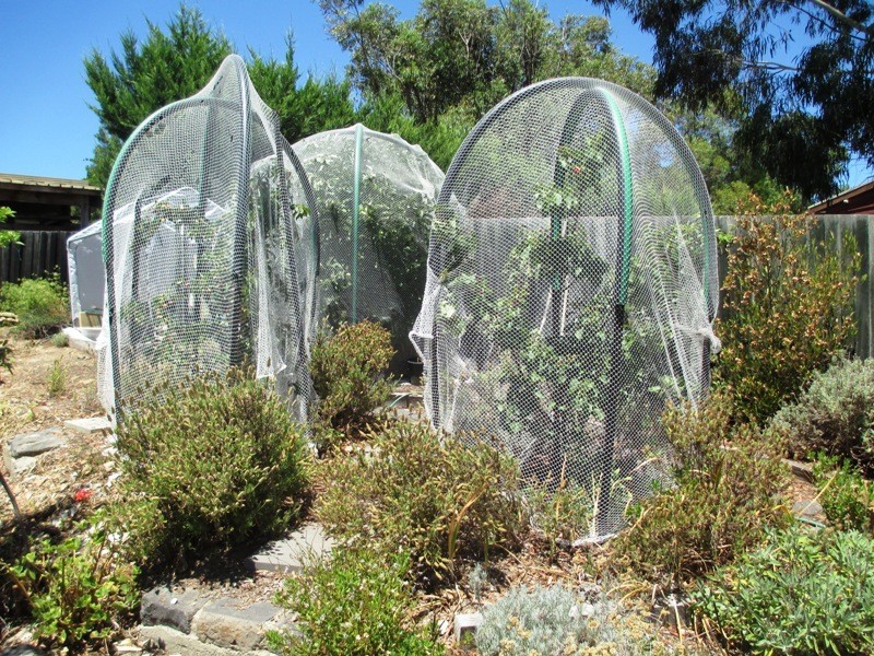 95 Webster St, Alexandra VIC 3714