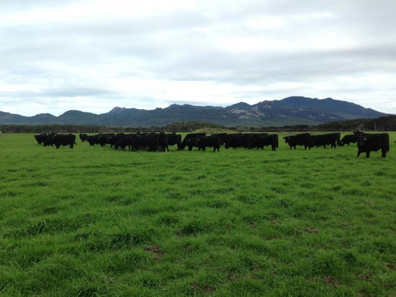 - Coast Road, Lady Barron, Flinders Island TAS 7255